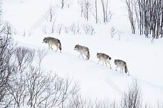 Wolf pack running in the cold landscape
