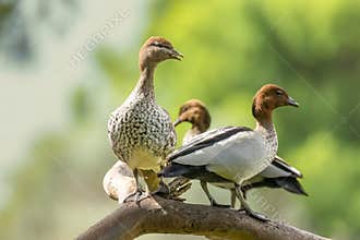 Three maned or wood ducks perched on a high tree branch, with a female on the left.