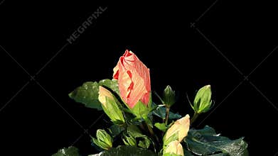 Blooming orange Hibiscus flower buds ALPHA matte,