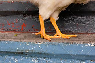 Close-up of chicken feet