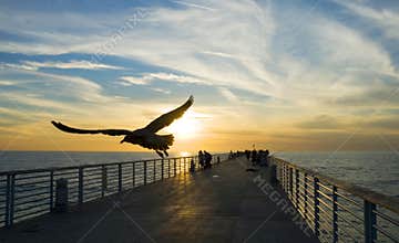 In Flight