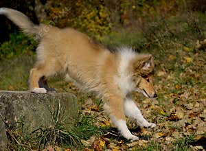Rough Collie puppy at 3 months