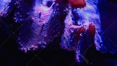 Sinularia dura solitary coral, polyp move tentacle to catch plankton, animal pet species absorb dissolved organic matter in reef