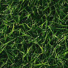 Top view photo of dew-covered grass, seamless texture