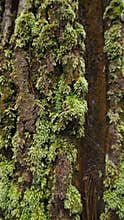 Pine trees are covered in moss due to lack of sunlight. hunting for photos in nature