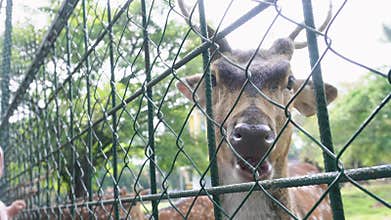 feeding carrots to deer