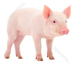 Pig on white