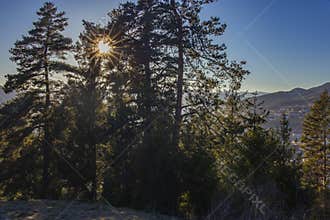 Sunlight star shape seen thru pine trees in winter