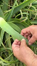 hand of senior woman touching the aloe vera plant