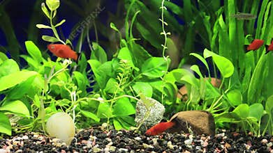Red Wag Platy School