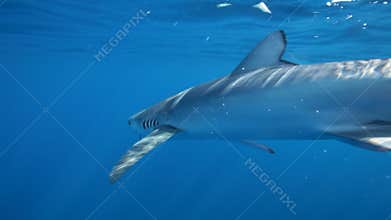 Blue shark injured by fishing hook