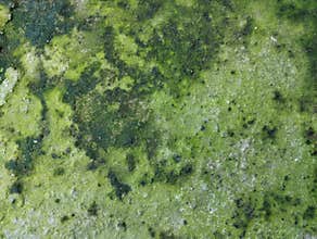 Abstrack grunge old concrete wall with green moss texture