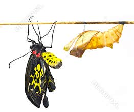 New born Common Birdwing butterfly emerge from cocoon