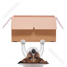 Moving box dog
