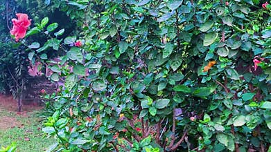 Red Hibiscus, Red flower of the China rose (Hibiscus rose-sinensis)