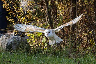 The western barn owl, Tyto alba in a nature park