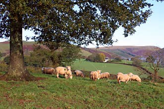 Sheep Resting Below an Oak Tree