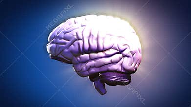 Highlighted BRAIN parts