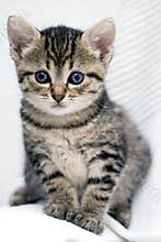 Cute kitten