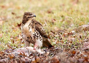 Red-Tailed Hawk Feeding On A Carcass