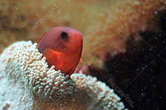 Garibaldi damselfish