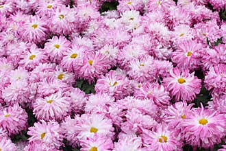Purple chrysanthemum background