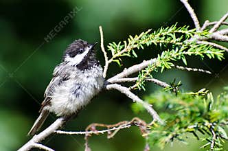Young Black-Capped Chickadee