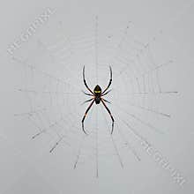 Black and Yellow Spider on Intricate Web Against Gray Background Detailed Closeup