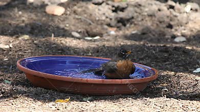 Robin taking a bath
