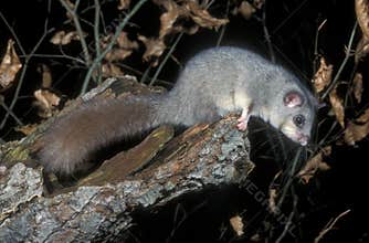 Edible or Fat dormouse, Glis glis