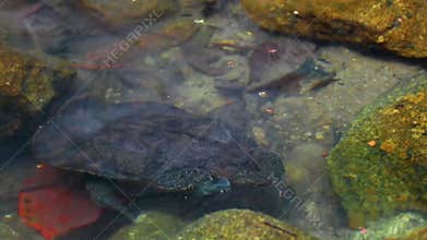Spiny Softshell Turtle in Sai Rung Waterfall Khao Lak Thailand