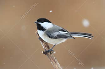 Chickadee on a branch with snow