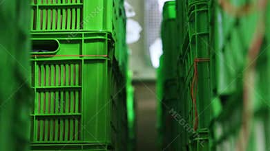 Footage of the arranged green boxes of bananas in a factory&#x27;s cooler