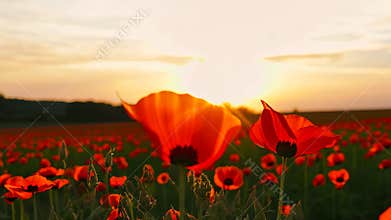 A stunning field of red poppies bathed in golden sunlight at sunset, creating a picturesque view. 4k Video footage