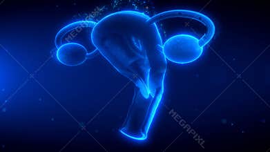 Holographic View of Female Reproductive System in Blue Glow