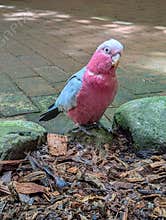 A close-up image of a friendly parrot