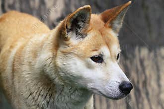 Dingo closeup