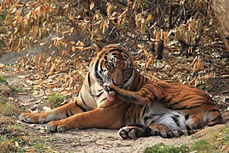 Licking indochinese tiger