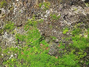 Abstrack green moss on old wall texture background