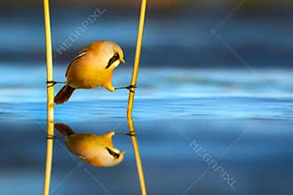 A bird that came to drink water. It clings to the reeds with its flexible legs. Nature background.