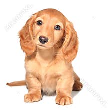 Dachshund puppy