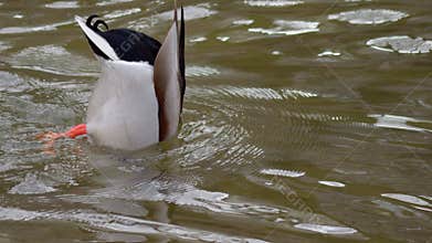 Diving duck an elegant and colorful waterbird that feeds underwater while swimming