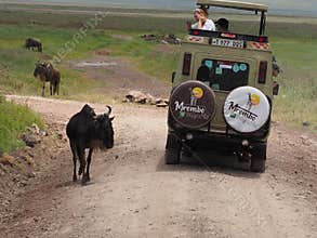 A woman on safari takes a photo of a passing wildebeest with her phone from a safari jeep in Ngorongoro National Park, Tanzania