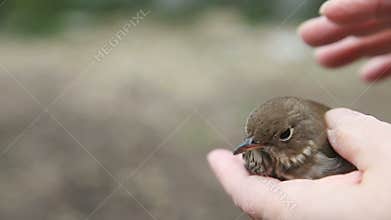 Bird that flew into window