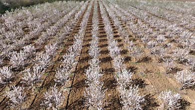 Drone fly over orchard blooming with many white flowers on a sunny spring day. Blossoming trees are planted