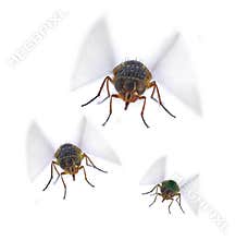 Flies Fly Insect Pest Pests