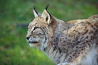 Lynx profile