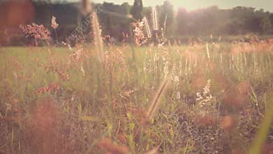 Field of feather grass
