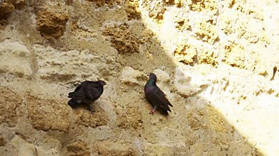 Exterior wall with doves in the Palais des Papes in Avignon, France
