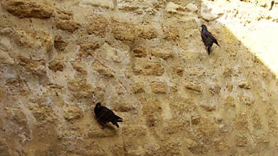 Exterior wall with doves in the Palais des Papes in Avignon, France